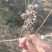 黄荆子牡荆子布荆子野生药材枕头玩具填充物不惊子