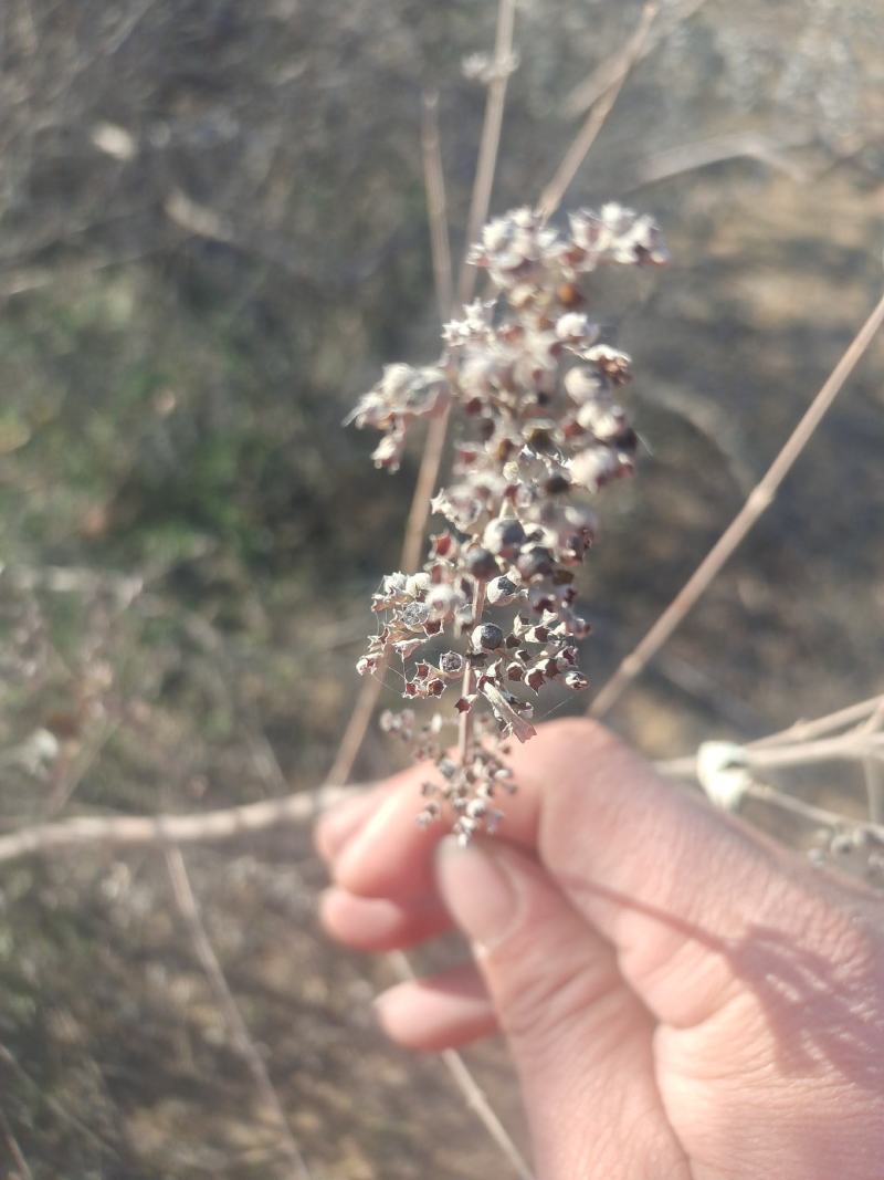 黄荆子牡荆子布荆子野生药材枕头玩具填充物不惊子