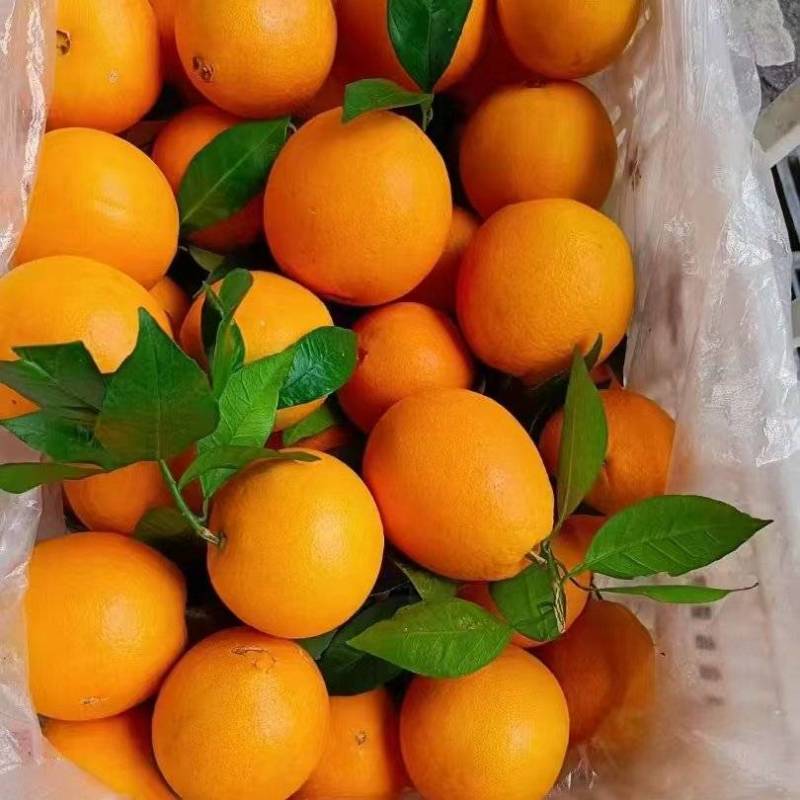 3精品纽荷尔脐橙产地直发甜度高大量供货