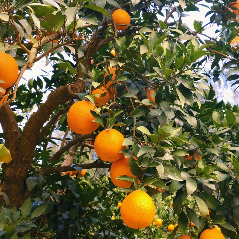 3精品纽荷尔脐橙产地直发甜度高大量供货