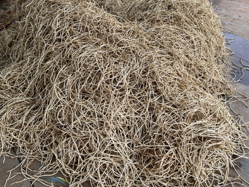云南砚山新鲜折耳根，产地直发。