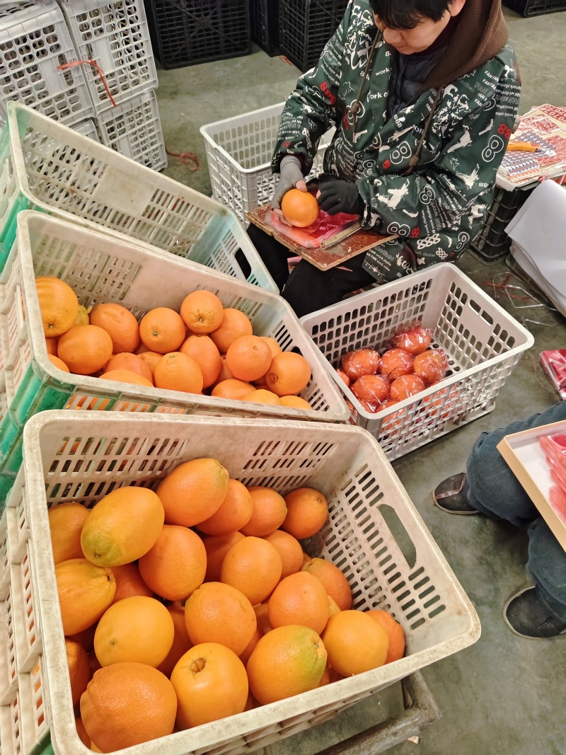 3精品纽荷尔脐橙产地直发甜度高大量供货