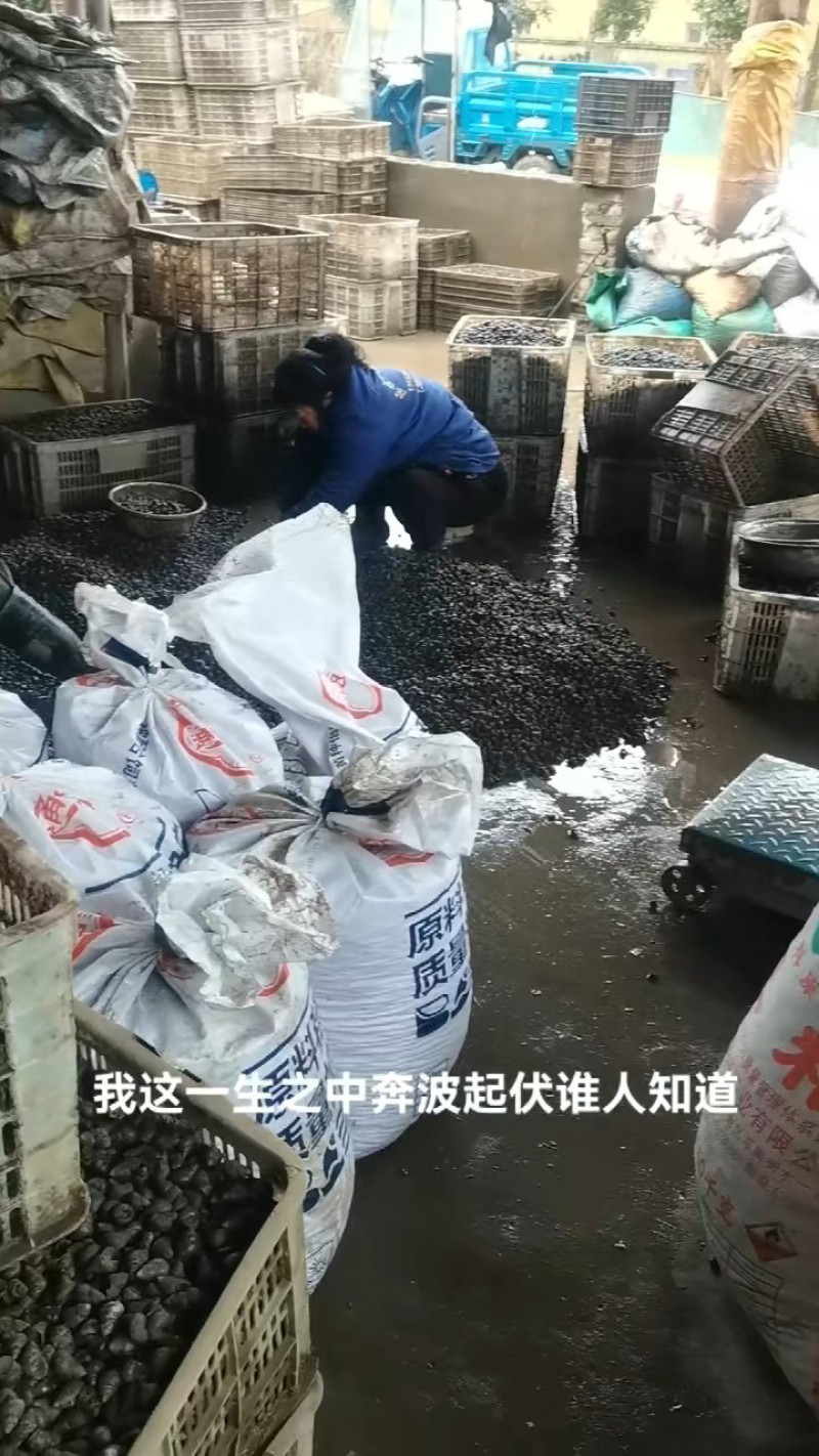 湖北天门田螺长期有货，货源稳定，规格齐全，新鲜量大，诚信经营