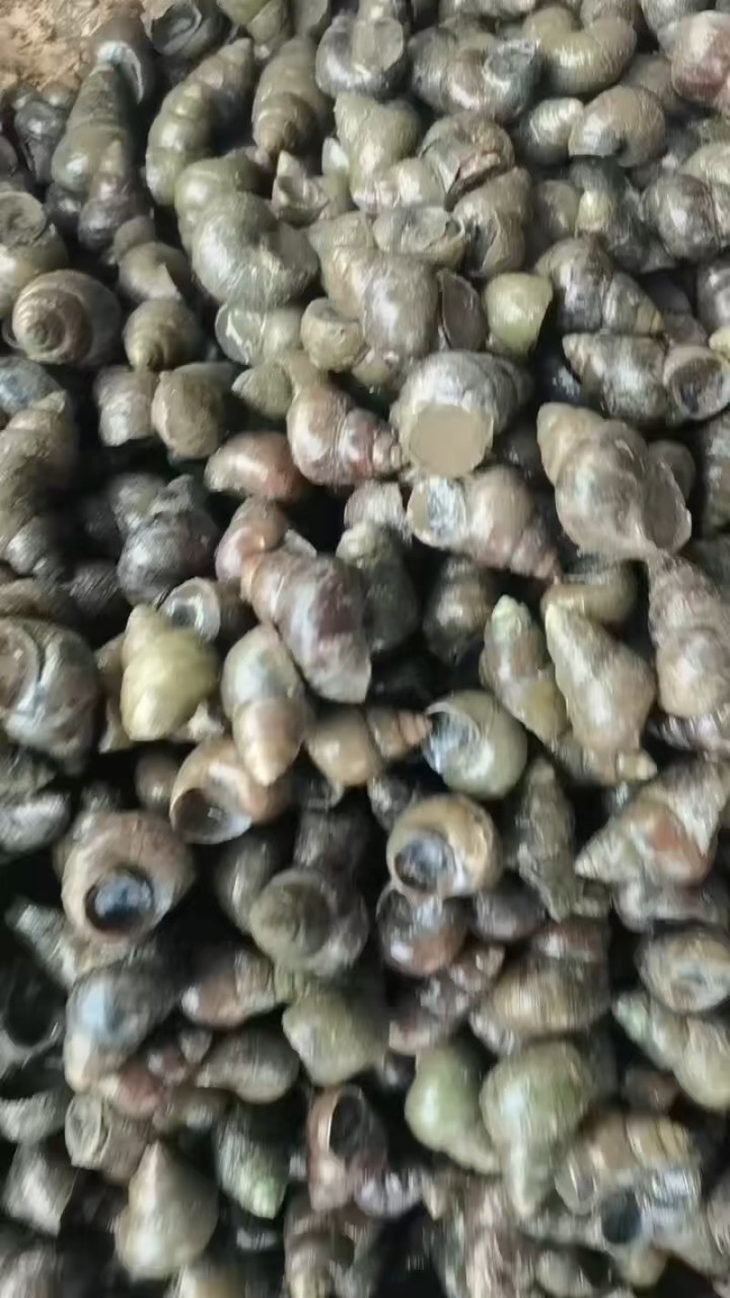 湖北天门田螺长期有货，货源稳定，规格齐全，新鲜量大，诚信经营
