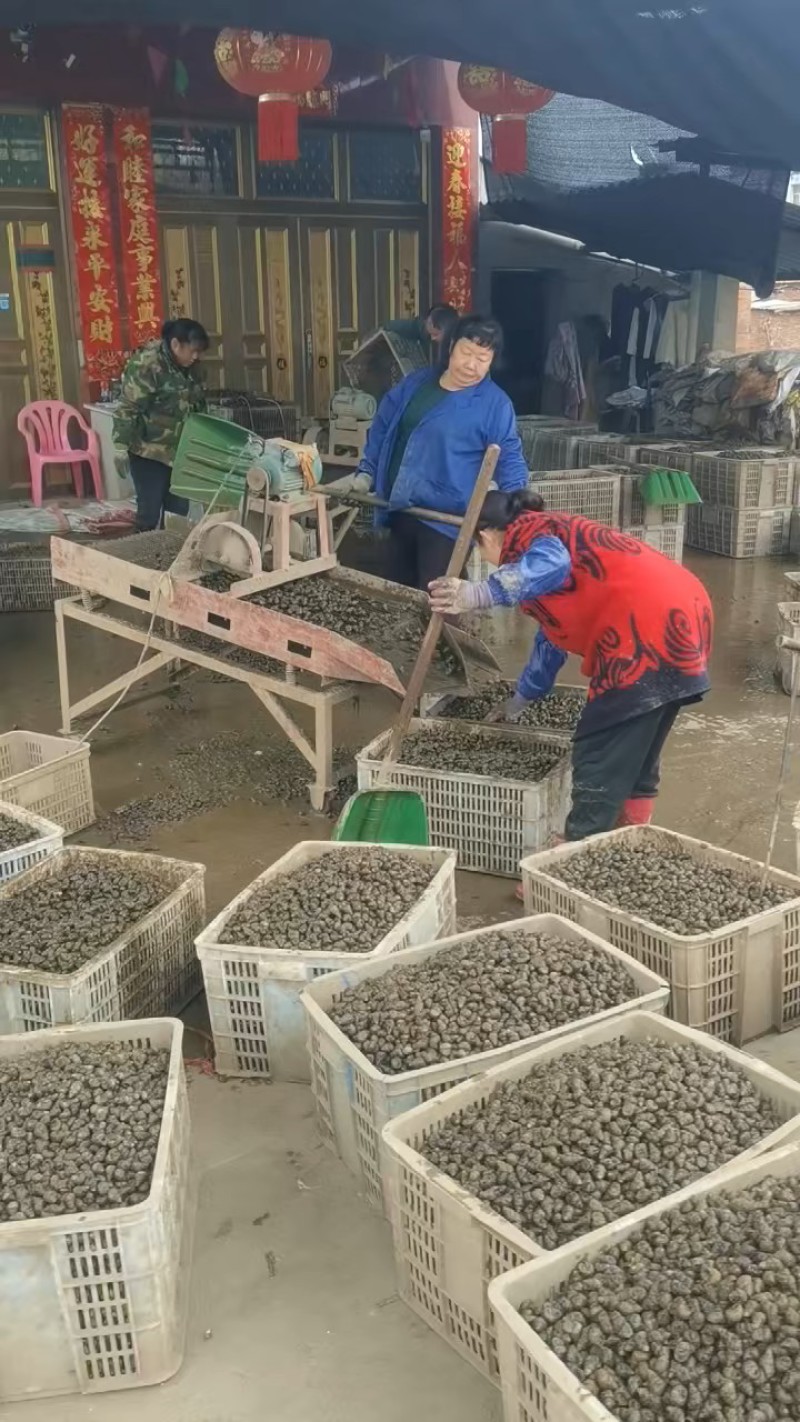 湖北天门田螺长期有货，货源稳定，规格齐全，新鲜量大，诚信经营