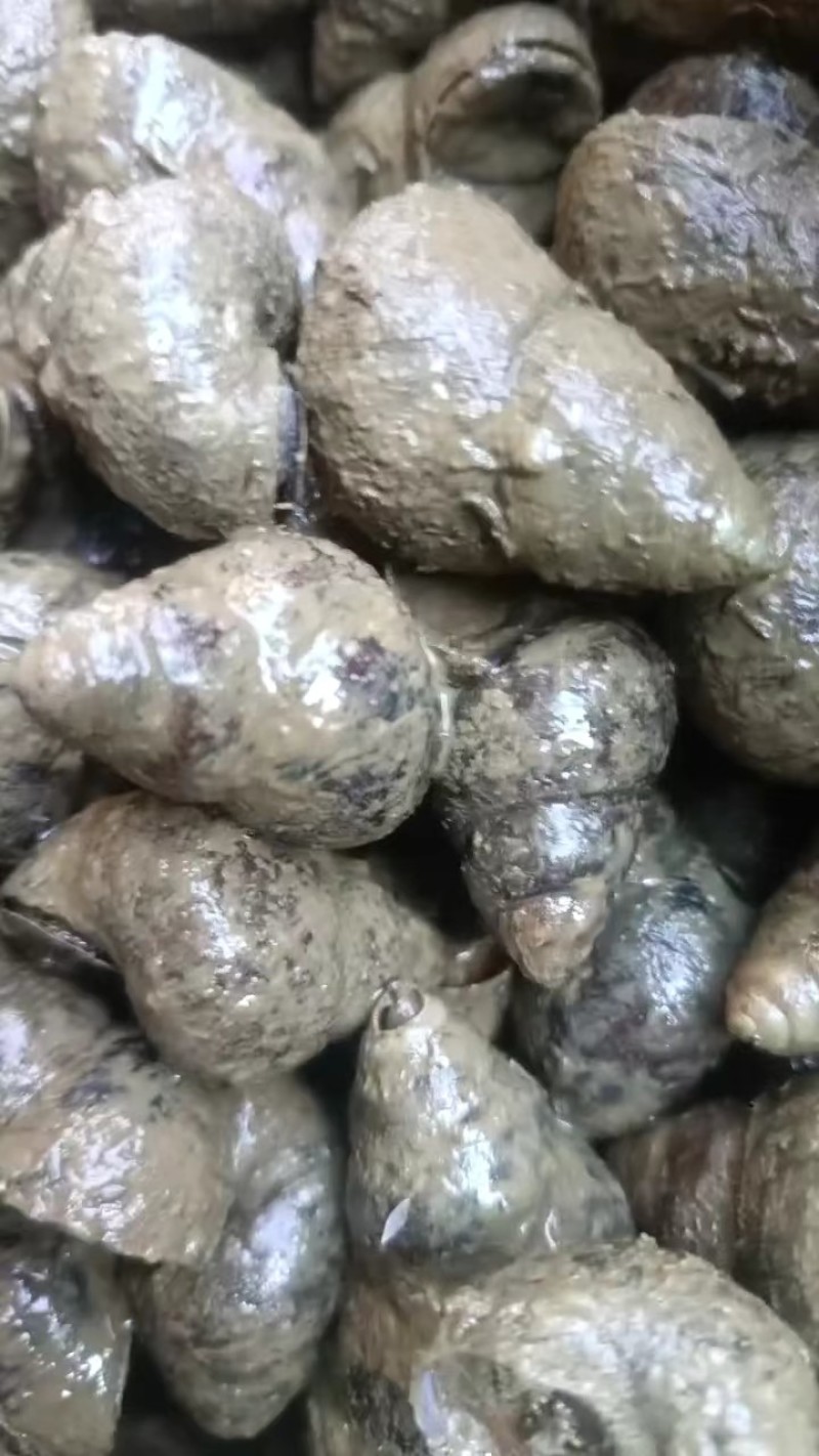 湖北天门田螺长期有货，货源稳定，规格齐全，新鲜量大，诚信经营