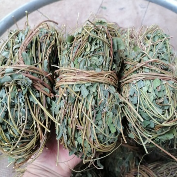 鸡骨草青绿鸡骨草带叶货源现货批发欢迎来电咨询