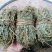 鸡骨草青绿鸡骨草带叶货源现货批发欢迎来电咨询