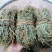 鸡骨草青绿鸡骨草带叶货源现货批发欢迎来电咨询