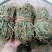 鸡骨草青绿鸡骨草带叶货源现货批发欢迎来电咨询