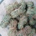 鸡骨草青绿鸡骨草带叶货源现货批发欢迎来电咨询