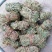 鸡骨草青绿鸡骨草带叶货源现货批发欢迎来电咨询
