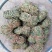 鸡骨草青绿鸡骨草带叶货源现货批发欢迎来电咨询