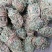 鸡骨草青绿鸡骨草带叶货源现货批发欢迎来电咨询