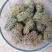 鸡骨草青绿鸡骨草带叶货源现货批发欢迎来电咨询