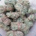 鸡骨草青绿鸡骨草带叶货源现货批发欢迎来电咨询