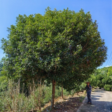 桂花树