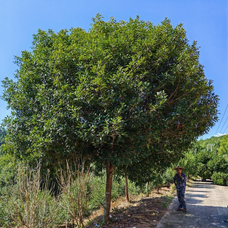 桂花树