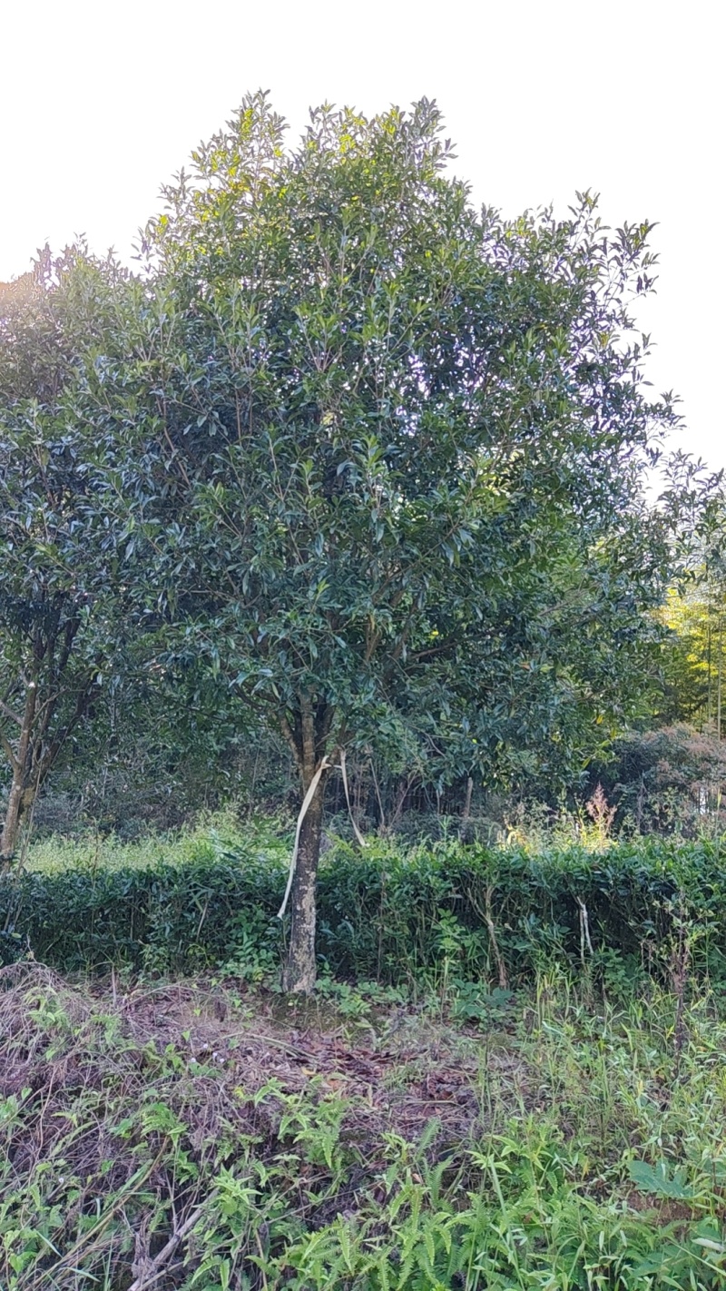 桂花树