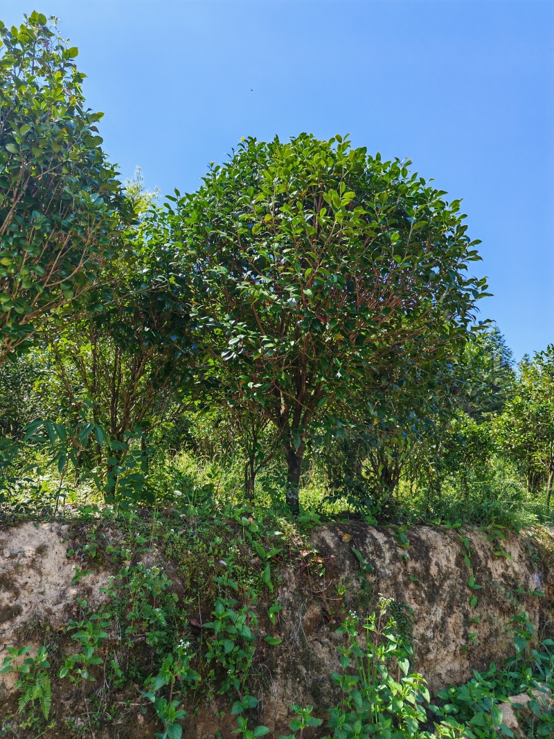桂花树