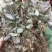 淫羊霍货品均实物拍摄看到什么货收到就什么货