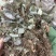淫羊霍货品均实物拍摄看到什么货收到就什么货
