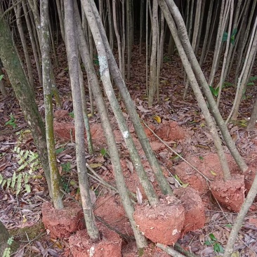 截杆桂花树
