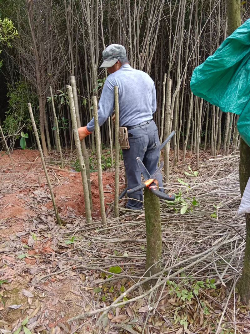 截杆桂花树