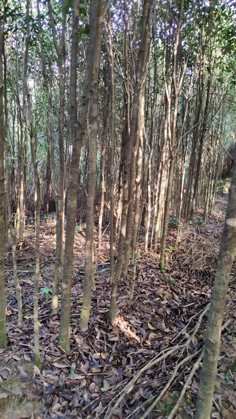 截杆桂花树