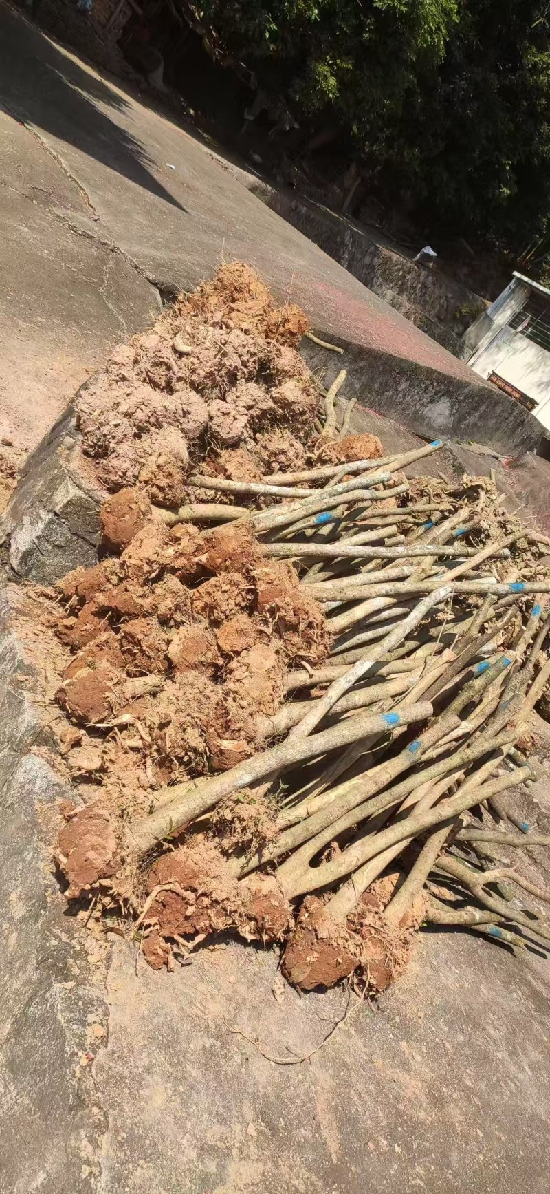 截杆桂花树