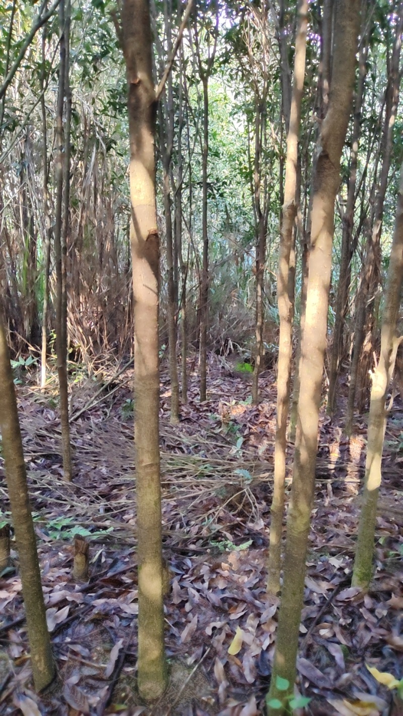 截杆桂花树