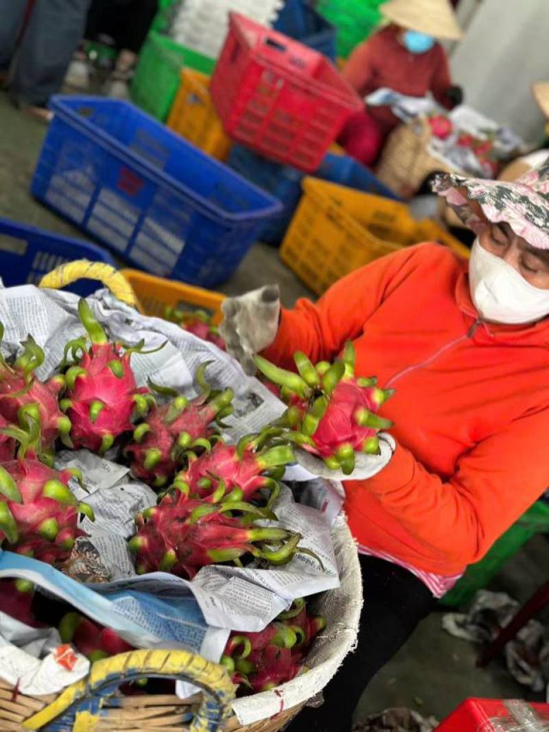火龙果界“甜妹”，一口沦陷～（越南火龙果）
