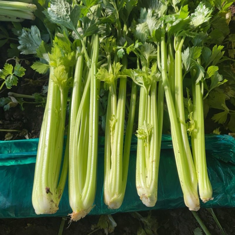 精品西芹，需要的联系