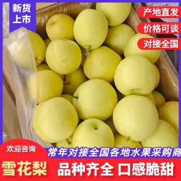 河北赵县精品雪花梨产地直供品质保证价格美丽欢迎咨询