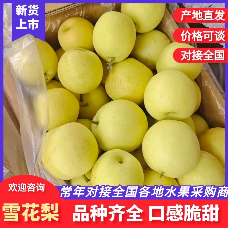 河北赵县精品雪花梨产地直供品质保证价格美丽欢迎咨询