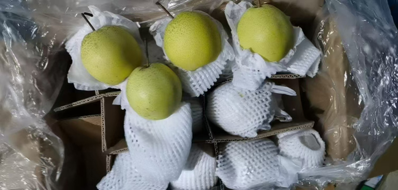 河北赵县精品雪花梨产地直供品质保证价格美丽欢迎咨询