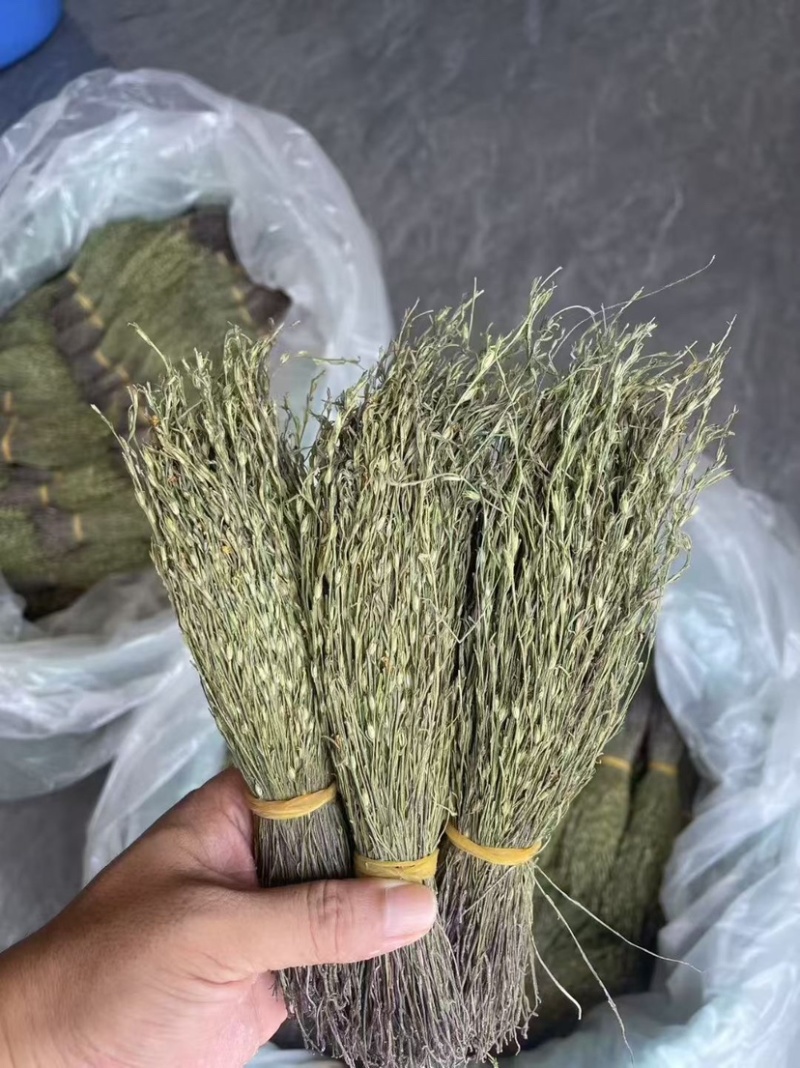 独脚金青绿新货厂货新货产地一手货源量大从优电联