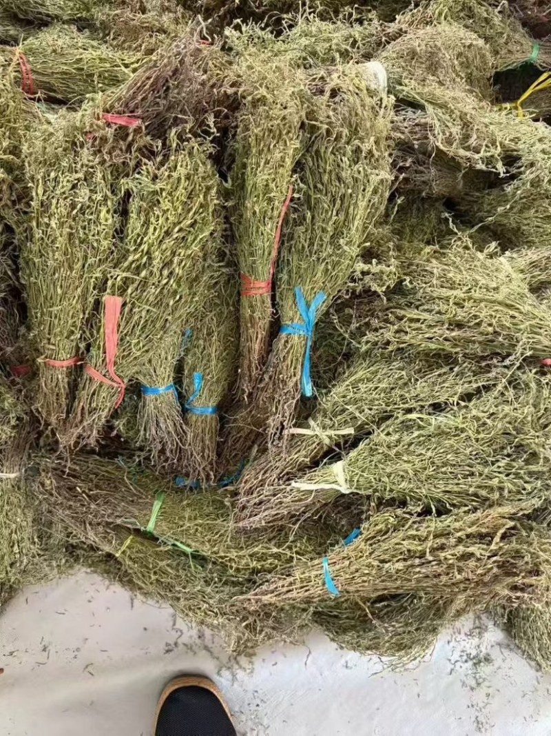 独脚金青绿新货厂货新货产地一手货源量大从优电联