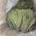 独脚金青绿新货厂货新货产地一手货源量大从优电联