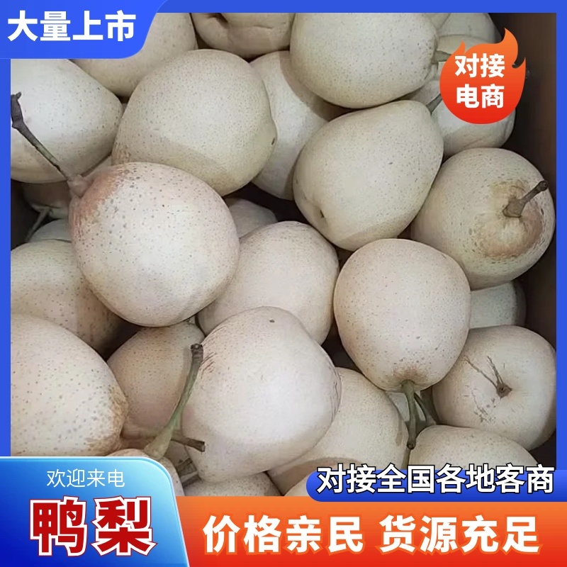 河北精品鸭梨量大从优甘甜可口货源充足量大