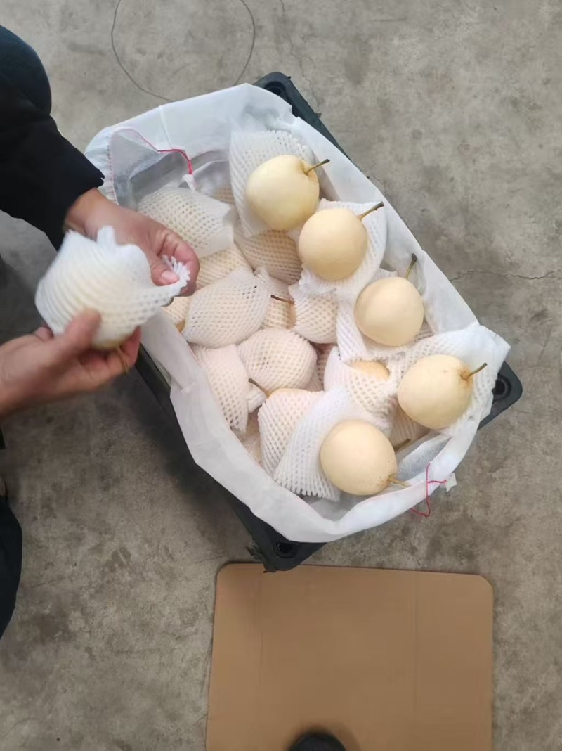 河北精品鸭梨量大从优甘甜可口货源充足量大