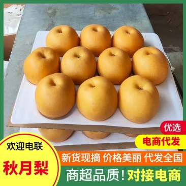 河北赵县精品秋月梨口感超甜货源稳定产地直发