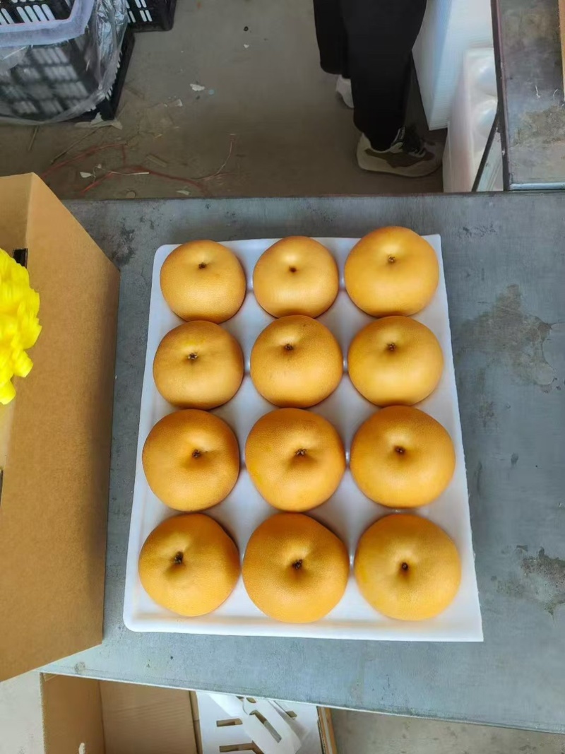河北赵县精品秋月梨口感超甜货源稳定产地直发