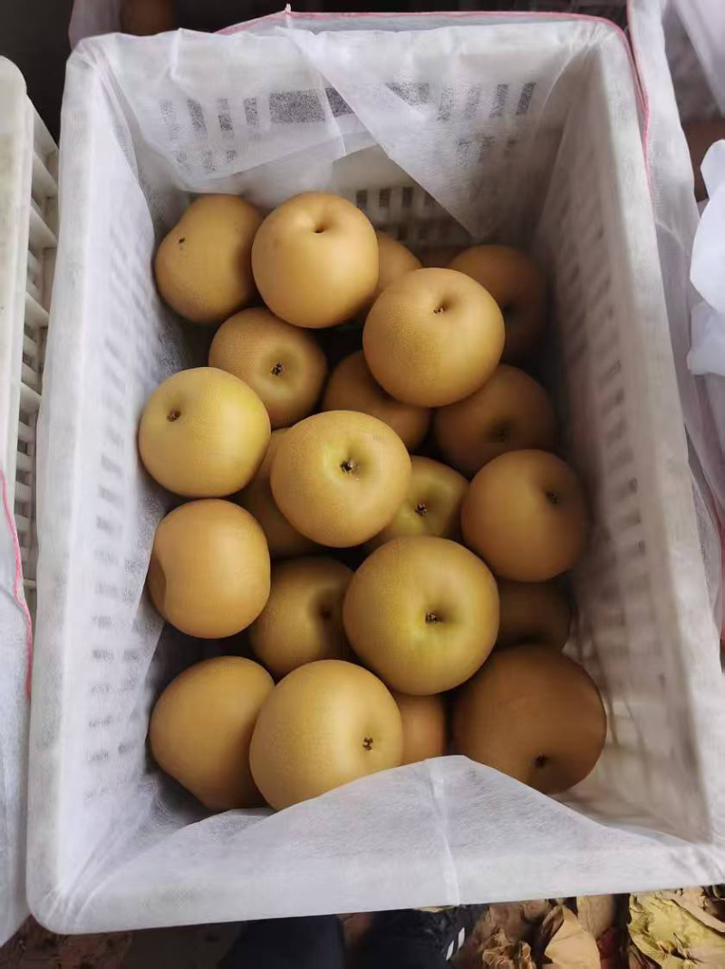 河北赵县精品秋月梨口感超甜货源稳定产地直发