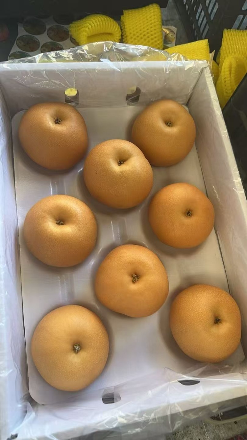 河北赵县精品秋月梨口感超甜货源稳定产地直发