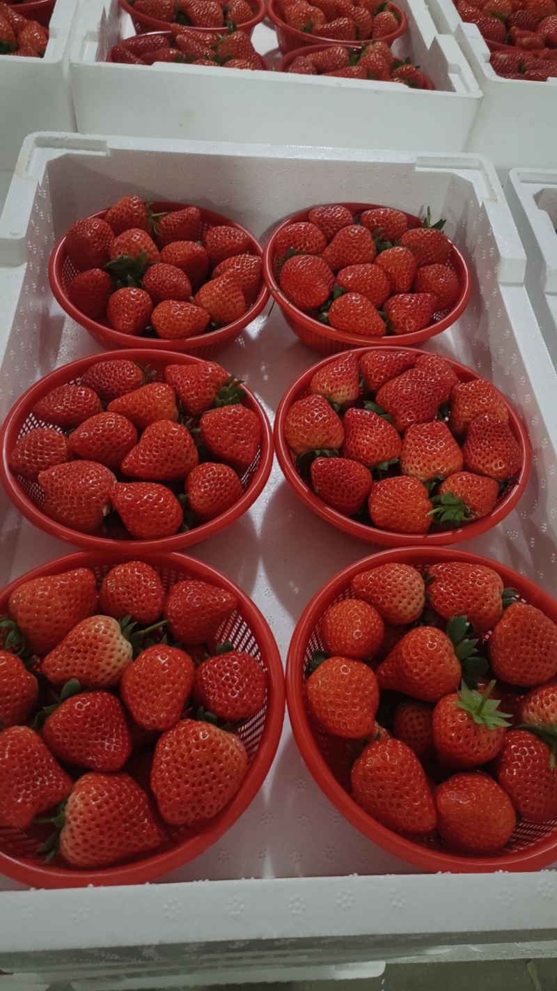 宁玉草莓货源充足