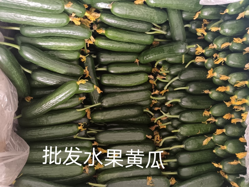 育苗厂家直销苗了