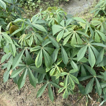 广西华南9号黄心木薯苖