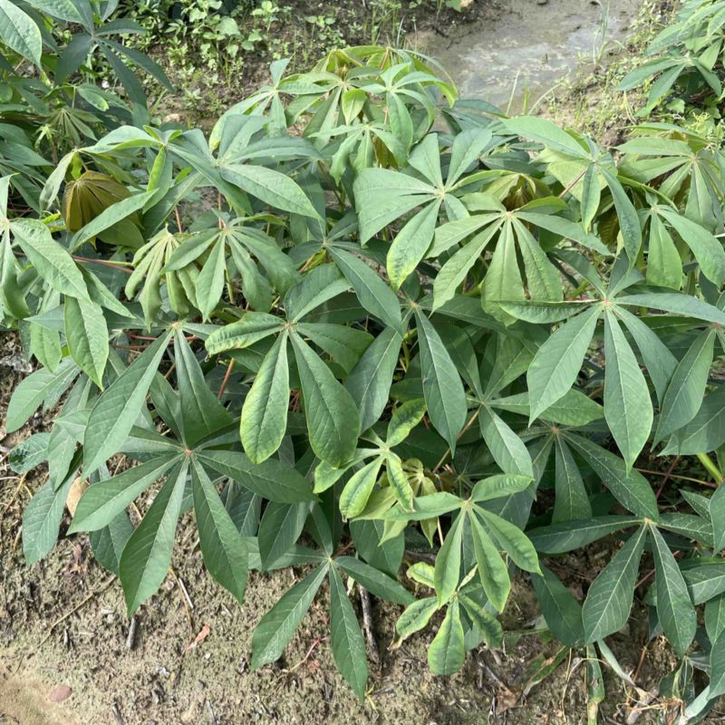 广西华南9号黄心木薯苖