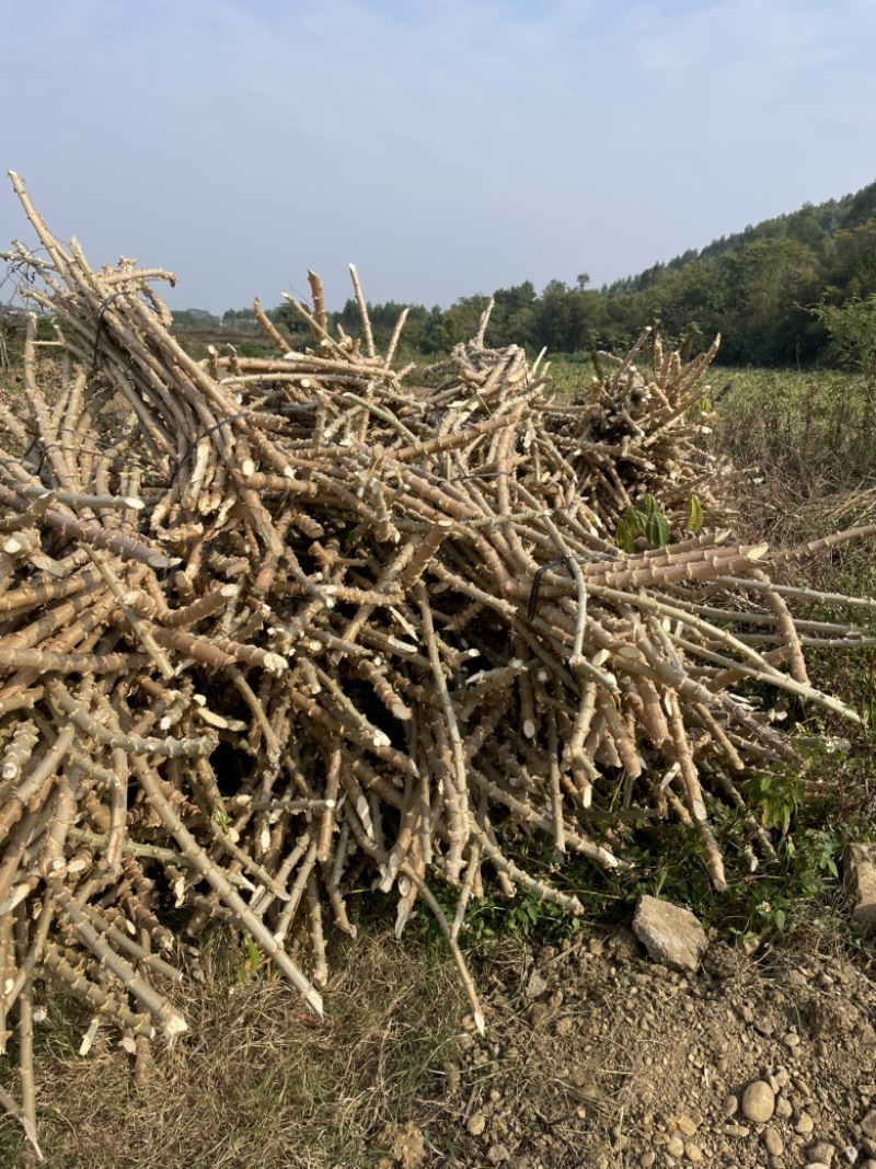 广西华南9号黄心木薯苖